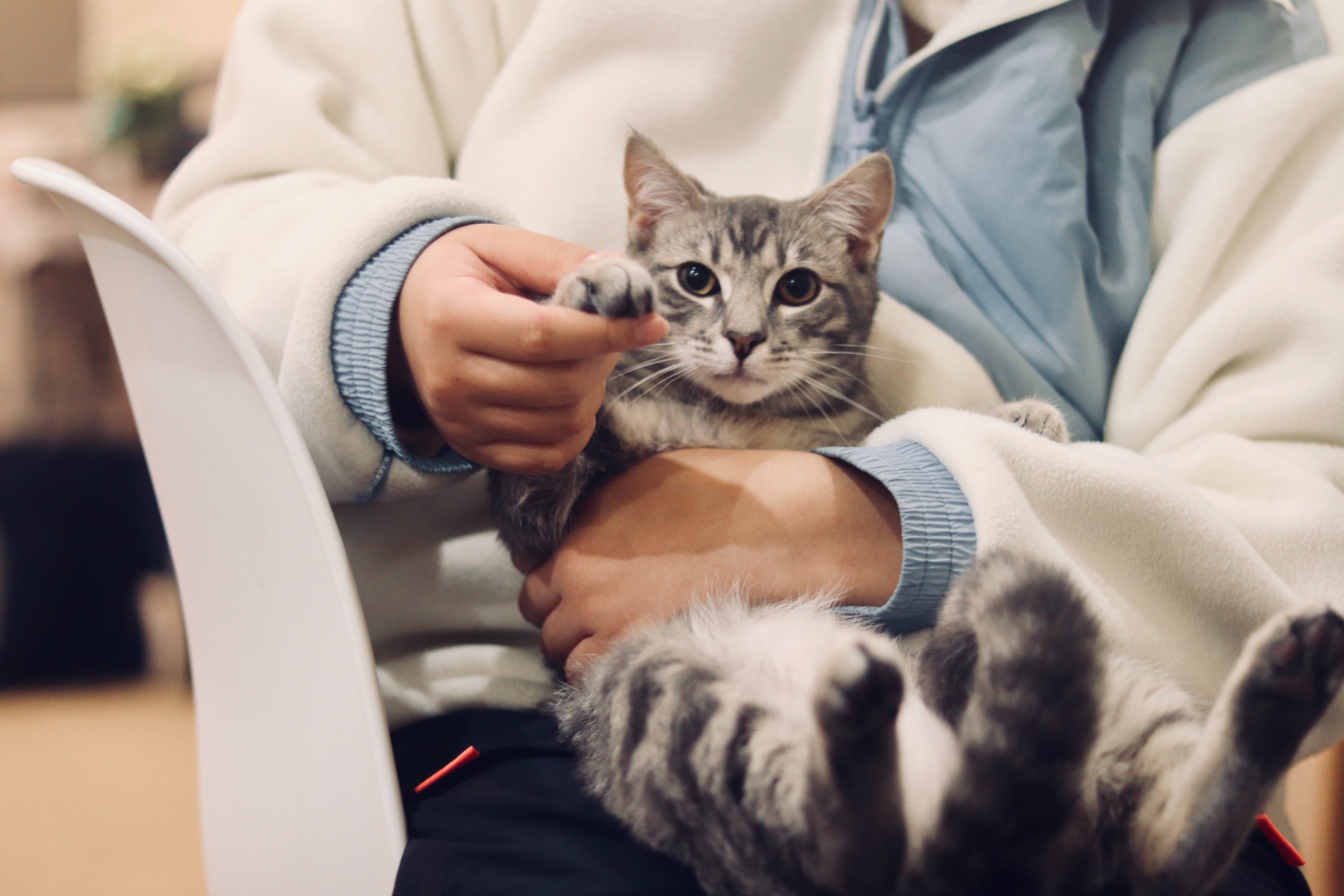 Vet holding a cat